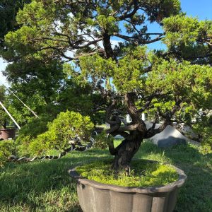 造型優良的真柏素材(非此圖片)