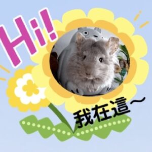 米、咖啡色系龍貓